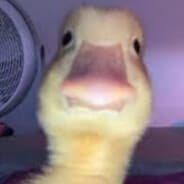 dick