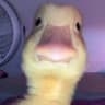 dick