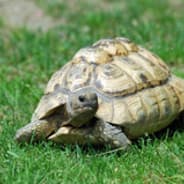TheDocileTurtle