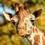 Kai Giraffe