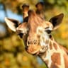 Kai Giraffe