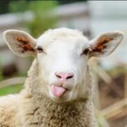 NoahTheBaaH