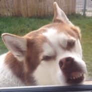 Paladin_XB
