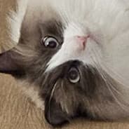 R U I