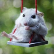 Hamster