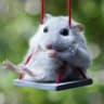 Hamster