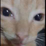 si_