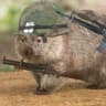 Combat Wombat