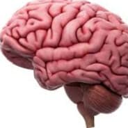 Brain