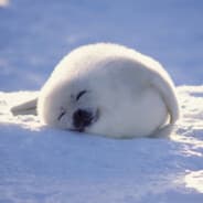 pungent S> Blue Gem Stiletto Kni