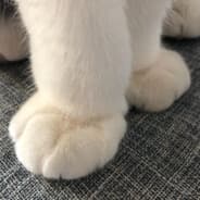 Umpych