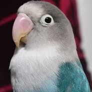 birさんd