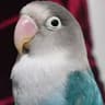 birさんd