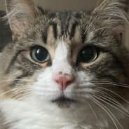 Helenus