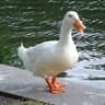 HAHA LOL Duck Moments