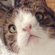 Meow