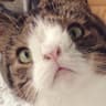 Meow