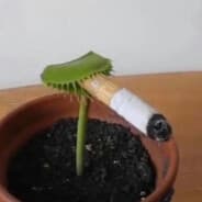 WLTDfiddlehead