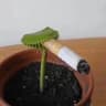 WLTDfiddlehead