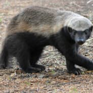 Honeybadger