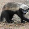 Honeybadger