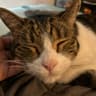 El Gato