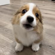 Goober