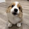 Goober