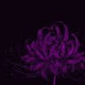 lycoris