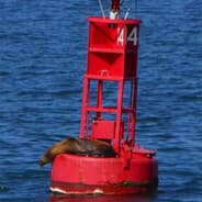 Lil Buoy