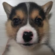 Xreox