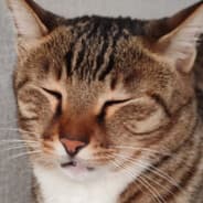 Kriga