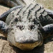 oligator