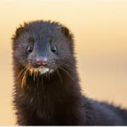 Mink