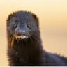 Mink