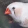 papopepo69