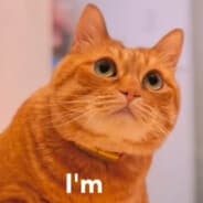 im cat
