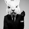 WhiteRabbit_PL