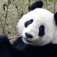 Ghpanda