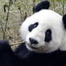 Ghpanda