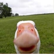 Gus