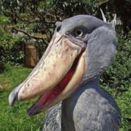 PETUSHOK