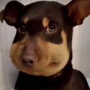 Scoobert Doobert