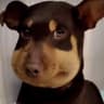 Scoobert Doobert