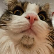 Myscaterio