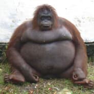 LE MONKE