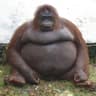 LE MONKE