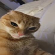f e x????