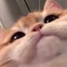 Yo