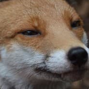 f0x.